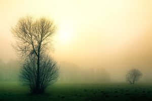 Stromy v podzimní mlze